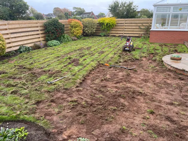 Old lawn cut into strips with a turf cutter ready for removal